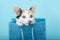 Close-up of White Calico Kitten peeking out of a blue glitter Birthday gift bag, blue background