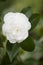 Close up of white Camelia flower