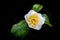 Close up of a white Camellia with two buds.