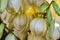 Close up white campanula flowers