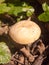 close up white cap st george\'s mushroom - Calocybe gambosa