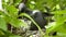 Close up of a white capped noddy on a nest at heron island