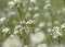 Close up white Capsella flowers in green grass