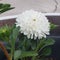 Close up on white carnation flower pedals