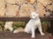 Close up white cat with green eyes sitting on bench in Antalya old town Kaleici with ancient stone wall background. Horizontal