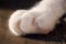 Close Up White Cat\'s Paw