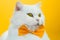 Close-up of white cat in yellow bowtie. Studio portrait. Luxurious domestic kitty poses on colorful wall background.