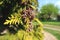 Close-up of white cedar thuja occidentalis branch with small cones in the sunlight. With blurred background