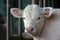 Close-up of a white Charolais calf