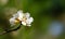 Close-up of white cherry flowers Nanking cherry or Prunus Tomentosa against the background of dark early spring garden