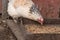 Close-up white chicken pecks wheat. Outdoor poultry feeder