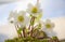 Close-up of white Christmas roses Helleborus niger