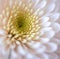 Close up of white chrysanthemums with multiple petals with green middle