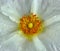 Close up of white cistus flower