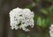 Close up of a white cluster of Burkwood Viburnum flowers