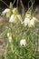 Close up of white colored snake's head flower, Fritillaria meleagris in spring garden.