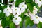 Close up of white Cornus kousa flowers