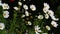 Close up white cosmos flowers in garden