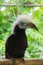 Close up of White Crowned Hornbill