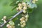 Close up of white currant fruits