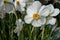 Close-up of white daffodil, Paperwhite,  Narcissus papyraceus, blooming flowers