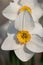 Close-up of a white daffodil in spring. The white petals surround a yellow pistil