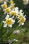 Close up of white daffodils