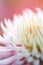 Close up of white dahlia flowers on a light background