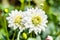 Close up white Dahlia hybrid flower with blurred background