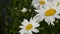 Close-up white daisies sway in a gentle breeze