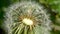 Close up of white dandelion. Blooming blowball in macro on blurry green background. Concept of nature background