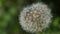 Close up of white dandelion. Blooming blowball in macro on blurry green background. Concept of nature background