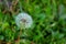 Close up of a white Dandelion flower head with so many tiny florets on blurred green field