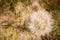 Close up of white dandelion fluff details