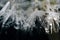 Close-up of white dandelion fluff with water drops