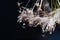 Close-up of white dandelion fluff with water drops