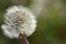 Close-up of a white dandelion with small umbrellas