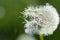 Close-up of a white dandelion with small umbrellas