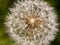 A close up white dandelion. Taraxacum. Asteraceae.