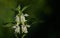 Close-up of white deadnettle Lamium album