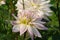 A close up of white, delicately blushed with lilac-pink at the tips dahlia of the `Crazy Love` variety 