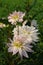 A close up of white, delicately blushed with lilac-pink at the tips dahlia flowers of the `Crazy Love` variety