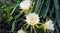 Close up of white dragon fruit flowers