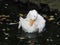 Close up of white duck preening on water.