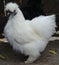 Close up with white dwarf chicken - domestic bird