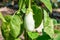 Close up of white eggplant growing under the sunlight on the plant in the garden