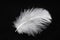 Close-up of a white feather