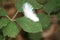 Close-up of a white feather resting on a green leaf