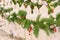 Close up of white fence decorated with christmas garland with cones and snow. Backyard festive decoration