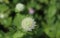 Close up of a white floret flower with two leaves in the garden